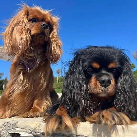 Pri Ancki Sobe Ljubljana Suburbs לינה וארוחת בוקר מדבודה