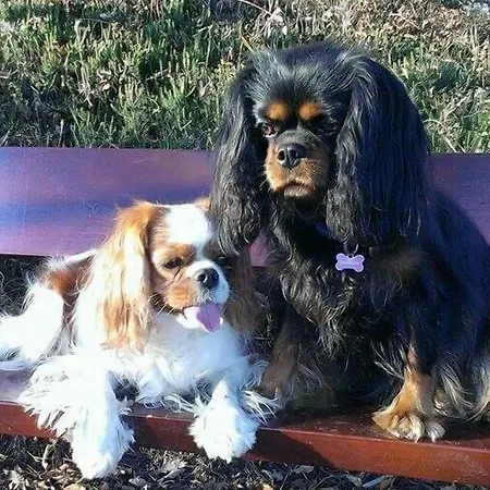 Pri Ancki Ljubljana Suburbs Bed & Breakfast 3*